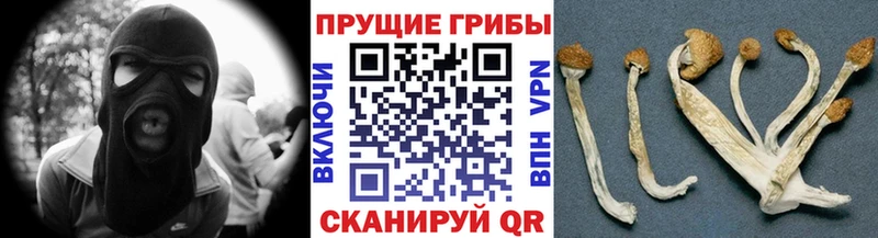 Галлюциногенные грибы Psilocybe Лысково